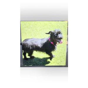 Lost Dog LULU
