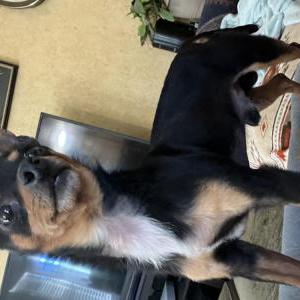 Image of Unknown, Found Dog
