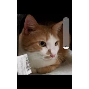 Image of Dexter, Lost Cat