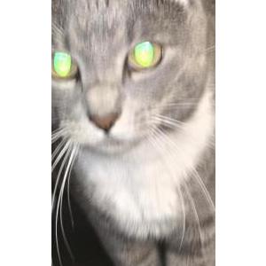 Image of Rose, Lost Cat