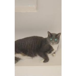 2nd Image of Rose, Lost Cat