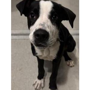 Image of Unknown, Found Dog