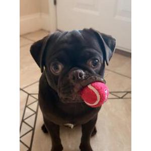 Image of Guinness, Lost Dog
