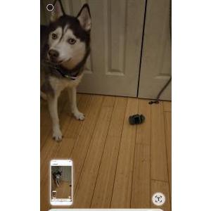 Image of Ocean, Lost Dog