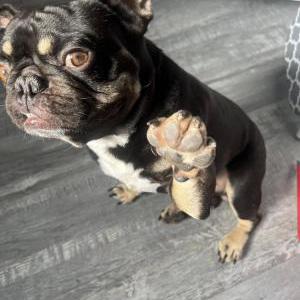 Image of Grim, Lost Dog