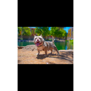 Image of Hermes, Lost Dog