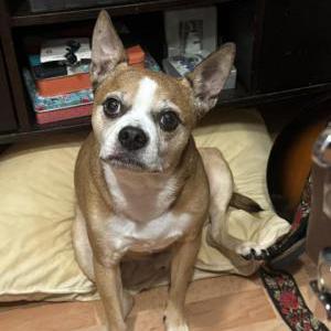 Lost Dog August