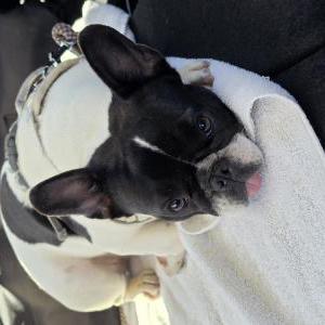 Found Dog Unknown