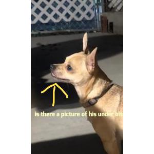 Lost Dog Champ