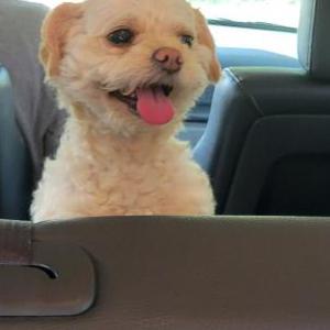 Image of Wilson, Lost Dog