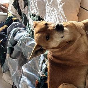Image of 2k, Lost Dog