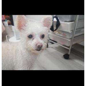 Image of Chanel, Lost Dog