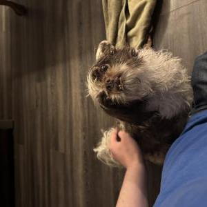 Image of Unknown, Found Dog