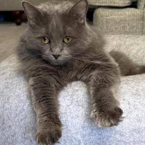 Image of Nugget, Lost Cat