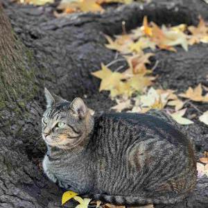 Image of Stoney, Lost Cat