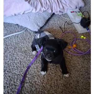 Image of P. P, Lost Dog