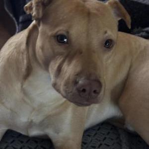 Image of Biscuit, Lost Dog