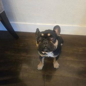 Image of Dumua, Lost Dog