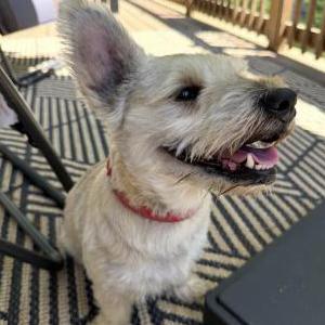 Image of Unknown, Found Dog