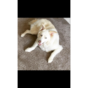 Lost Dog GHOST