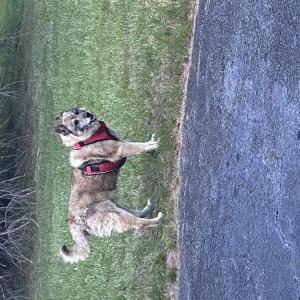 Image of Unknown, Found Dog