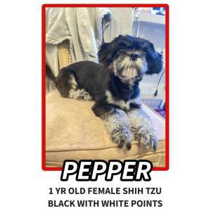 Image of Pepper, Lost Dog