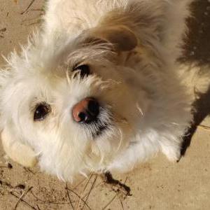 Image of unknown, Found Dog