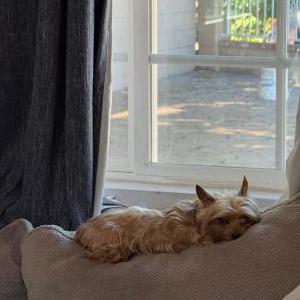 Image of Mimi, Lost Dog