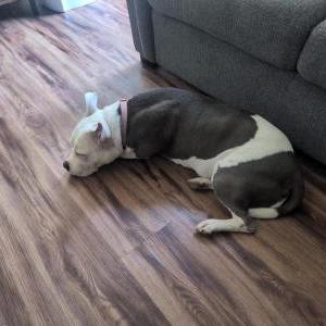 Image of Daisy, Lost Dog