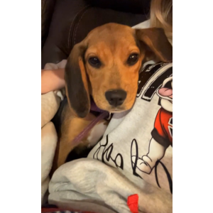 Image of Bailey, Lost Dog