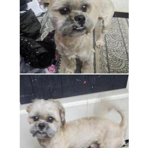 Image of Unknown, Found Dog