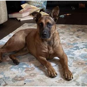 Image of Beau, Lost Dog