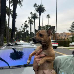Image of Rufus, Lost Dog