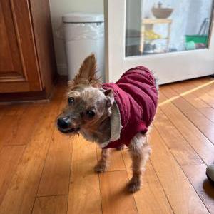 Lost Dog Sam
