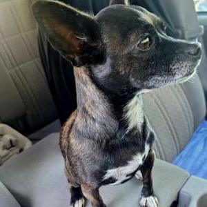 Image of Precious, Lost Dog