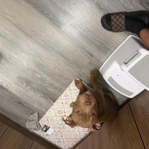 Image of Nova, Lost Dog