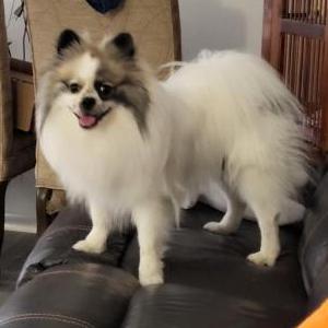 Image of Milo, Lost Dog