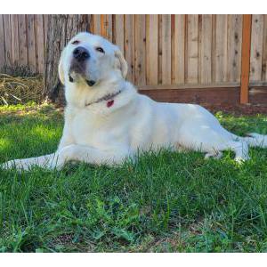 Lost Dog Tiny