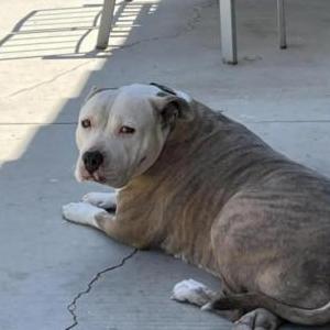 Image of Lola, Lost Dog