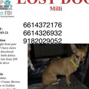 Image of Millimeter, Lost Dog