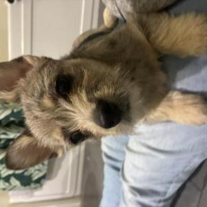 Image of Unknown, Found Dog