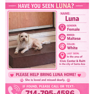 Lost Dog Luna