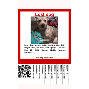 Image of Chacho, Lost Dog