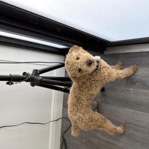 Lost Dog Teddy