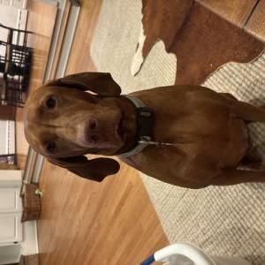 Image of Willow, Lost Dog