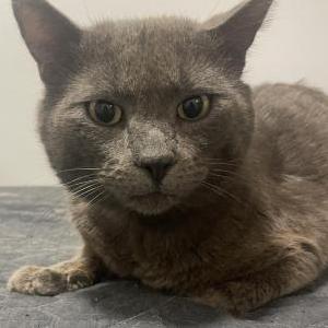 Found Cat Unknown
