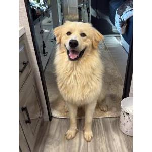 Image of Buddy, Found Dog