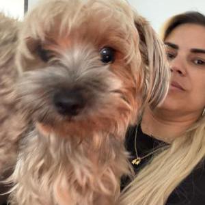 Lost Dog Betty