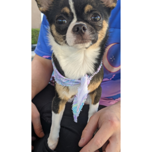 Lost Dog Mocha
