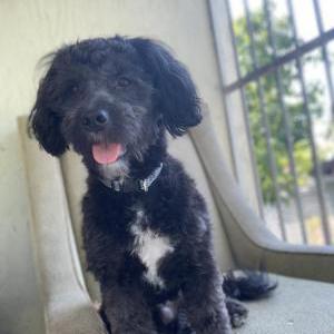Lost Dog Benji